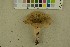  (Lactarius pterosporus - O-F-256315)  @11 [ ] CreativeCommons - Attribution Non-Commercial Share-Alike (2018) Unspecified University of Oslo, Natural History Museum