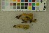  ( - O-F-256321)  @11 [ ] CreativeCommons - Attribution Non-Commercial Share-Alike (2018) Unspecified University of Oslo, Natural History Museum