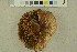  ( - O-F-256327)  @11 [ ] CreativeCommons - Attribution Non-Commercial Share-Alike (2018) Unspecified University of Oslo, Natural History Museum