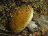  ( - O-F-256364)  @11 [ ] CreativeCommons - Attribution Non-Commercial Share-Alike (2018) Unspecified University of Oslo, Natural History Museum