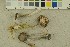  ( - O-F-256379)  @11 [ ] CreativeCommons - Attribution Non-Commercial Share-Alike (2018) Unspecified University of Oslo, Natural History Museum
