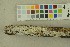  (Xylodon nespori - O-F-256382)  @11 [ ] CreativeCommons - Attribution Non-Commercial Share-Alike (2018) Unspecified University of Oslo, Natural History Museum