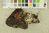  ( - O-F-256393)  @11 [ ] CreativeCommons - Attribution Non-Commercial Share-Alike (2018) Unspecified University of Oslo, Natural History Museum