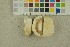  (Lactifluus piperatus - O-F-256400)  @11 [ ] CreativeCommons - Attribution Non-Commercial Share-Alike (2018) Unspecified University of Oslo, Natural History Museum