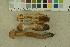  ( - O-F-256418)  @11 [ ] CreativeCommons - Attribution Non-Commercial Share-Alike (2019) Unspecified University of Oslo, Natural History Museum