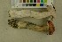 ( - O-F-256426)  @11 [ ] CreativeCommons - Attribution Non-Commercial Share-Alike (2019) Unspecified University of Oslo, Natural History Museum