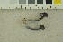  ( - O-F-256458)  @11 [ ] CreativeCommons - Attribution Non-Commercial Share-Alike (2019) Unspecified University of Oslo, Natural History Museum