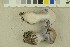  ( - O-F-256468)  @11 [ ] CreativeCommons - Attribution Non-Commercial Share-Alike (2019) Unspecified University of Oslo, Natural History Museum