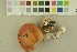  ( - O-F-256478)  @11 [ ] CreativeCommons - Attribution Non-Commercial Share-Alike (2019) Unspecified University of Oslo, Natural History Museum