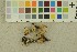  ( - O-F-256481)  @11 [ ] CreativeCommons - Attribution Non-Commercial Share-Alike (2019) Unspecified University of Oslo, Natural History Museum