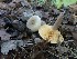 (Lactarius pyrogalus - O-DFL-440)  @11 [ ] CreativeCommons - Attribution Non-Commercial (2015) Unspecified University of Oslo, Natural History Museum