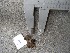  ( - O-F-22482)  @11 [ ] CreativeCommons - Attribution Non-Commercial Share-Alike (2016) Unspecified University of Oslo, Natural History Museum