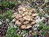  ( - NHMO-DFL-828)  @11 [ ] CreativeCommons - Attribution Non-Commercial Share-Alike (2015) Unspecified The Norwegian Institute for Nature Research