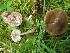  ( - O-F-252018)  @11 [ ] CreativeCommons - Attribution Non-Commercial Share-Alike (2016) Unspecified University of Oslo, Natural History Museum