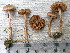 ( - O-F-258352)  @11 [ ] by-nc-sa (2021) Unspecified University of Oslo, Natural History Museum