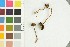  ( - O-F-258829)  @11 [ ] by-nc-sa (2021) Unspecified University of Oslo, Natural History Museum