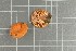  (Lactarius lapponicus - O-F-258868)  @11 [ ] by-nc-sa (2021) Unspecified University of Oslo, Natural History Museum