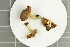  ( - O-F-258870)  @11 [ ] by-nc-sa (2021) Unspecified University of Oslo, Natural History Museum