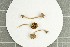  ( - O-F-258876)  @11 [ ] by-nc-sa (2021) Unspecified University of Oslo, Natural History Museum