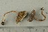  ( - O-F-258960)  @11 [ ] by-nc-sa (2021) Unspecified University of Oslo, Natural History Museum