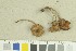  ( - O-F-259250)  @11 [ ] by-nc-sa (2022) Unspecified University of Oslo, Natural History Museum