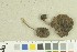  ( - O-F-259273)  @11 [ ] by-nc-sa (2022) Unspecified University of Oslo, Natural History Museum