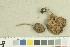  ( - O-F-259273)  @11 [ ] by-nc-sa (2022) Unspecified University of Oslo, Natural History Museum