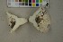  (Lactifluus vellereus - O-F-259333)  @11 [ ] by-nc-sa (2023) Unspecified University of Oslo, Natural History Museum