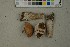  ( - O-F-259380)  @11 [ ] by-nc-sa (2023) Unspecified University of Oslo, Natural History Museum