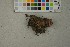  ( - O-F-259408)  @11 [ ] by-nc-sa (2023) Unspecified University of Oslo, Natural History Museum