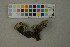  ( - O-F-259416)  @11 [ ] by-nc-sa (2023) Unspecified University of Oslo, Natural History Museum