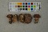  ( - O-F-259422)  @11 [ ] by-nc-sa (2023) Unspecified University of Oslo, Natural History Museum