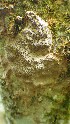  ( - O-F-260101)  @11 [ ] CreativeCommons - Attribution Non-Commercial Share-Alike (2016) Unspecified University of Oslo, Natural History Museum