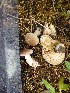  (Lactarius nanus - O-F-260114)  @11 [ ] CreativeCommons - Attribution Non-Commercial Share-Alike (2015) Unspecified University of Oslo, Natural History Museum