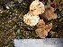  (Lactarius hysginoides - O-F-260169)  @11 [ ] CreativeCommons - Attribution Non-Commercial Share-Alike (2015) Unspecified University of Oslo, Natural History Museum