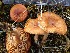  (Lactarius lanceolatus - O-F-260222)  @11 [ ] CreativeCommons - Attribution Non-Commercial Share-Alike (2016) Unspecified University of Oslo, Natural History Museum
