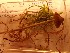  ( - O-F-260739)  @11 [ ] by-nc-sa (2025) Unspecified University of Oslo, Natural History Museum