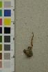  ( - O-F-260755)  @11 [ ] by-nc-sa (2025) Unspecified University of Oslo, Natural History Museum