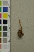  ( - O-F-260755)  @11 [ ] by-nc-sa (2025) Unspecified University of Oslo, Natural History Museum