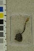  ( - O-F-260776)  @11 [ ] by-nc-sa (2025) Unspecified University of Oslo, Natural History Museum