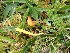  (Clavulinopsis sp - O-F-260795)  @11 [ ] by-nc-sa (2025) Unspecified University of Oslo, Natural History Museum