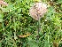 (Entoloma pratulense - O-F-271423)  @11 [ ] by-nc-sa (2025) Unspecified University of Oslo, Natural History Museum