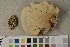  ( - O-F-450234)  @11 [ ] CreativeCommons - Attribution Non-Commercial Share-Alike (2018) Unspecified University of Oslo, Natural History Museum
