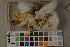  (Oxyporus mollis - O-F-450442)  @11 [ ] CreativeCommons - Attribution Non-Commercial Share-Alike (2018) Unspecified University of Oslo, Natural History Museum