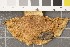  ( - O-F-72634)  @11 [ ] CreativeCommons - Attribution Non-Commercial Share-Alike (2018) Unspecified University of Oslo, Natural History Museum