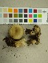  (Lactarius olivinus - NHMO-DFL-672)  @11 [ ] CreativeCommons - Attribution Non-Commercial (2015) Unspecified University of Oslo, Natural History Museum