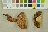  ( - O-F-76041)  @11 [ ] CreativeCommons - Attribution Non-Commercial Share-Alike (2016) Unspecified University of Oslo, Natural History Museum