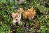  ( - O-F-76227)  @11 [ ] CreativeCommons - Attribution Non-Commercial Share-Alike (2018) Unspecified University of Oslo, Natural History Museum