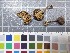  ( - O-F-22190)  @11 [ ] CreativeCommons - Attribution Non-Commercial Share-Alike (2017) Unspecified University of Oslo, Natural History Museum