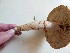  ( - O-F-22532)  @11 [ ] CreativeCommons - Attribution Non-Commercial Share-Alike (2017) Unspecified University of Oslo, Natural History Museum